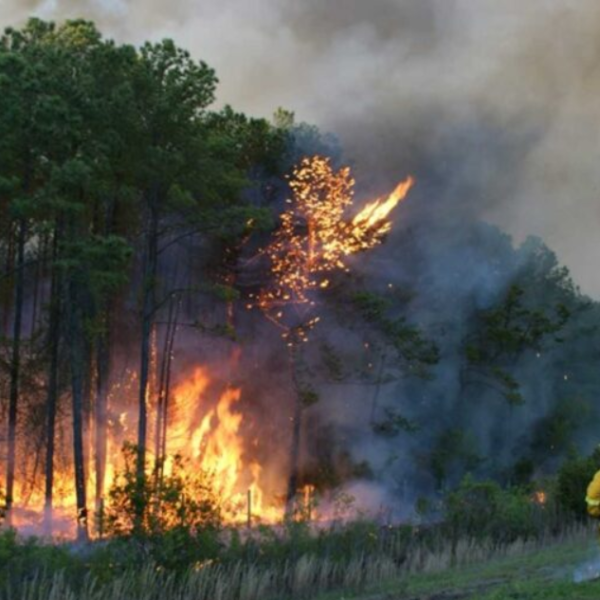 South Carolina Fires: Raging Wildfires Threaten Homes, Nature,…