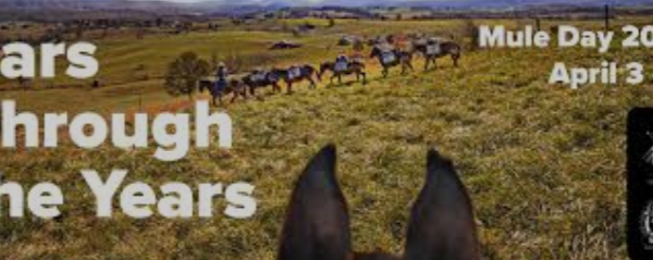Mule Day Returns April 3-6, 2025: A Grand…